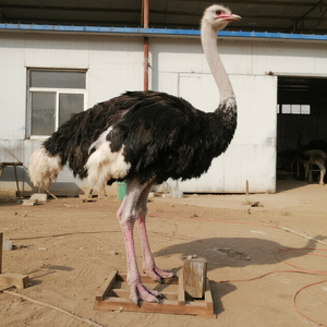 Tùy chỉnh thực tế nhựa animatronic đà điểu mô hình động cơ điện cho sử dụng trong nhà Safari công viên vườn thú triển lãm sản xuất phim Châu Phi - Product Image 5