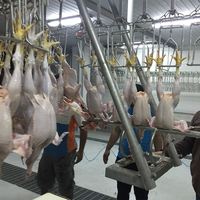 Chaîne de traitement et d'abattage de volailles (poulets, dindes, canards, oies) de petite et grande taille