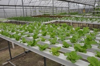 Système d'irrigation goutte à goutte hydroponique avec technique de film nutritif de qualité supérieure, système de tuyaux hydroponiques NFT