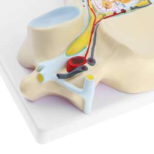 GelsonLab HSBM-136 Model saraf tulang belakang Vertebra serviks manusia - Product Image 5