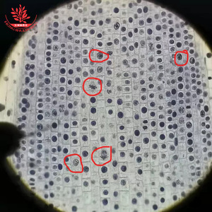 Portaobjetos de mitosis celular de sección longitudinal de punta de raíz de cebolla para observación sincrónica de células en biología de secundaria - Product Image 4
