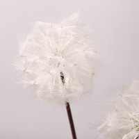 Bunga Dandelion Buatan Plastik Putih Berbulu, Tangkai Tunggal, Laris Manis untuk Dekorasi Rumah, Pernikahan, Taman, dan Luar Ruangan