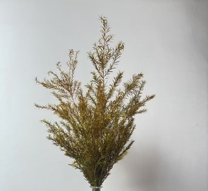 Vente chaude 2025 Junio Fleur de Melaleuca Bracteata naturelle préservée, écologique, longue durée, vente en gros en vrac, pour mariage et décoration intérieure, ÉTERNELLE - Product Image 3