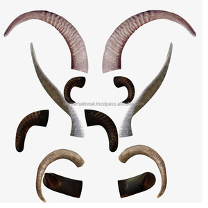 Cuerno de Oveja de Alta Calidad a Precio Económico, Cuerno de Cabra y Pie de Perro de la Mejor Calidad, Color Natural, Tamaño Pequeño y Buen Producto - Product Image 5