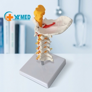 Modelo de <span class=keywords><strong>Esqueleto</strong></span> de PVC de Tamaño Real con 7 Vértebras Cervicales, Hueso Occipital, Nervios del Tronco Cerebral y Vasos Sanguíneos para Ciencias Médicas CE/ISO - Product Image 1