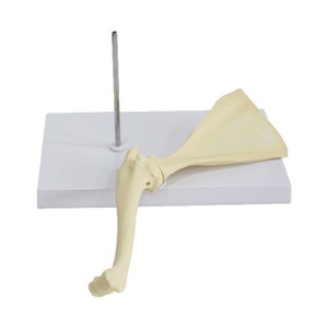 Modelo de articulación del hombro de perro, modelo de anatomía esquelética canina, modelo de construcción de textura de esqueleto, material didáctico para ganadería - Product Image 5
