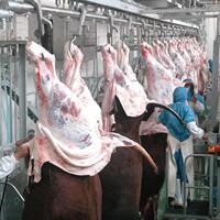 Línea Profesional para Mataderos de Ganado, para un Procesamiento Eficiente de Carne de Res y Plantas Orientadas a la Exportación