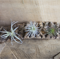 Super Septembre Offres Spéciales Ensemble de 5 Faux Artificiels Tillandsia Air Plants Broméliacées