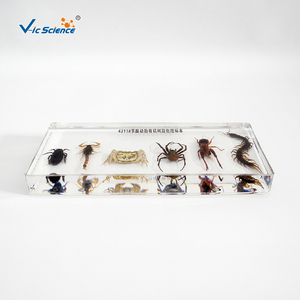 Arthropod-especímenes de resina orgánica incrustados, para educación escolar - Product Image 6