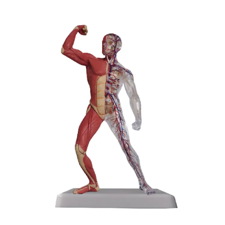 50103.31 Modell des menschlichen Muskels (Mini größe)