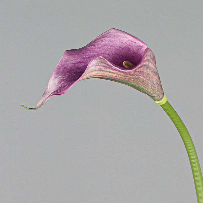 2 Light Purple-small