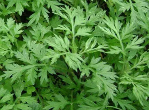 最高の純粋な天然Artemisia Capillarisエキス - Product Image 2