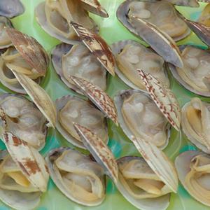 Exportation de délicieuses palourdes philippines certifiées MSC vers de délicieuses coquilles de palourdes - Product Image 2