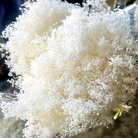 Karangan Bunga Hias dan Tanaman Bunga Awet Mini Baby's Breath Bunga Kering Karangan Bunga Putih Buket Gypsophila
