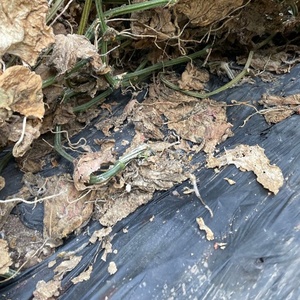 ฟิล์มคลุมด้วยหญ้าแบบมีไมค์50ไมครอนย่อยสลายได้ทางชีวภาพ<span class=keywords><strong>แตงโม</strong></span>สำหรับงานเกษตร - Product Image 2