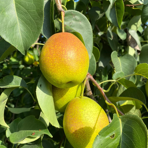 Aromi <span class=keywords><strong>Alimentari</strong></span> al Gusto di Pera Prodotti Direttamente dalla Fabbrica per Aggiungere Sapore ai Cibi - Product Image 5