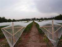 Gestabiliseerd Anti-Hagelvogelnet Plastic Bescherm Gaas Vorsthagel Rond Mesh Netto Vruchtnet Bescherming