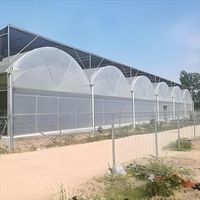 Serre tunnel agricole commerciale multi-chapelles en film plastique hydroponique de grande taille pour la culture de tomates