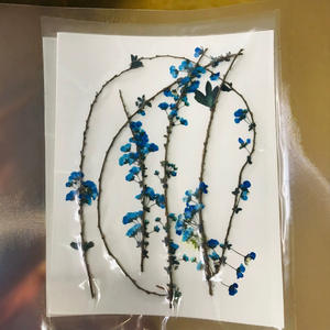 <span class=keywords><strong>Thunberg</strong></span> Spiraea/<span class=keywords><strong>Thunberg</strong></span>'s Meadowsweet avec tige fleurs pressées cadres d'art époxy en résine pour Noël Saint Valentin - Product Image 3