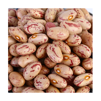 Vente en gros 99% de haricots mouchetés légers de pureté Haricots à sucre bon marché pour la mise en conserve