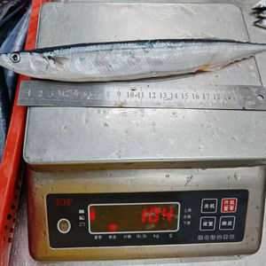 Maquereau congelé <span class=keywords><strong>Brochet</strong></span> Saury #3 Frozen Pacific Saury Japon Poisson à vendre - Product Image 5