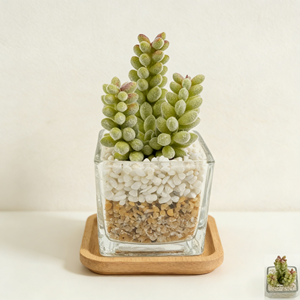 Plante artificielle réaliste à 3 têtes de baies succulentes, faux fruits dans un pot en verre avec galets, décoration naturelle pour la maison - Product Image 4