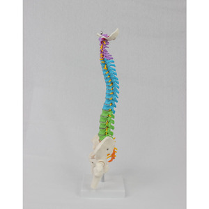 Mini columna vertebral humana de color Flexible anatómico de la columna vertebral modelo de esqueleto modelo de anatomía modelos de columna vertebral - Product Image 3