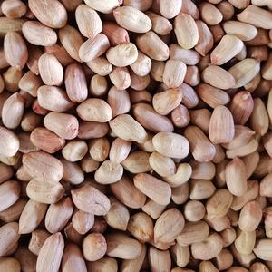 Käufer Großhandel Jumbo rohe fett blanchierte Erdnuss kerne zum Kochen - Product Image 5