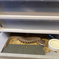 Fournitures pour reptiles Armoire pour reptiles en PVC facile à assembler Gecko lézard serpent langue bleue éclosion support d'élevage, accepter la coutume