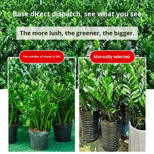 Arbre à argent en pot, plante d'intérieur facile à cultiver, purificateur d'air, protection contre les radiations, <span class=keywords><strong>fleur</strong></span>, salon, quatre saisons, bureau, prospérité - Product Image 5