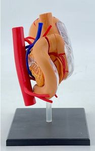 Modelo Anatómico de Estómago Desmontable 4D del Sistema Digestivo para Ciencias Médicas, Órganos Anatómicos Humanos, Equipo Educativo - Product Image 6