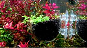 Verre cristal décor aquatique plante tasse Pot ventouse réservoir de poissons <span class=keywords><strong>Aquarium</strong></span> Aquascape fixation facile pour <span class=keywords><strong>Aquarium</strong></span> aquatique - Product Image 5