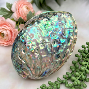 Bulk Natural <b>Abalone</b> <b>Shell</b> Decorative Seashell for Jewelry Craft Home Decoration Wedding Wholesale Vietnam Supplier - Product Image 1
