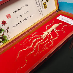 Premium Bütün Kurutulmuş <span class=keywords><strong>Ginseng</strong></span> Kökü 10g, 40cm Ahşap Hediye Kutusunda, Changbai Dağı Bitkisel Hammaddesi OEM - Product Image 5