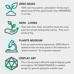 Kit de terrariums en mousse préservée air Plantes <span class=keywords><strong>Terrarium</strong></span> Géométrique Plante d'intérieur <span class=keywords><strong>Terrarium</strong></span> en verre Mousse naturelle - Product Image 4