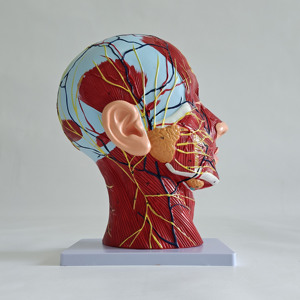 Modèle de mannequin visage et cou avec muscles, nerfs et vaisseaux superficiels - Product Image 5