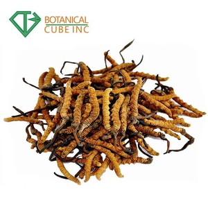 B.C.I suministro de esporas naturales puras Cordyceps Sinensis extracto en polvo Cordyceps Sinensis 30% para cápsula - Product Image 3