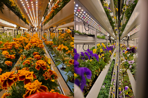 Strawberry <strong>Greenhouse</strong> Rolling Glide Rack Nft Vertical Hydroponics System - Product Image 5