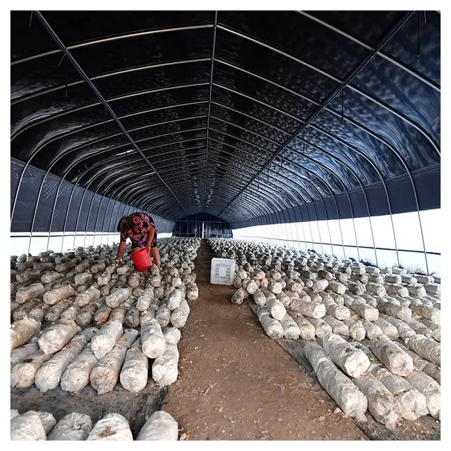 Commercial Mushroom Greenhouse/ Mushroom Growing Room