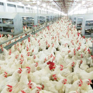 Tavuk döşeme için yeni manuel tavuk damızlık çiftlik yuva - Product Image 6