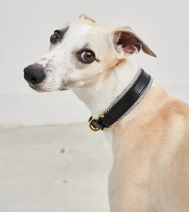 <span class=keywords><strong>Collar</strong></span> de perro de cuero de diseñador acolchado de lana suave resistente al olor fabricante al por mayor <span class=keywords><strong>collar</strong></span> de perro de cuero Vegano para piel sensible - Product Image 2