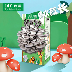 Kit de culture de champignons DIY, boîte de culture de champignons huîtres jaunes de 10 cm, cadeau éducatif pour enfants, activité de plantation - Product Image 2