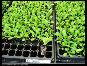 Semilla de planta de semillero que comienza la germinación de invernadero, bandeja de <span class=keywords><strong>vivero</strong></span> de 128 células - Product Image 6