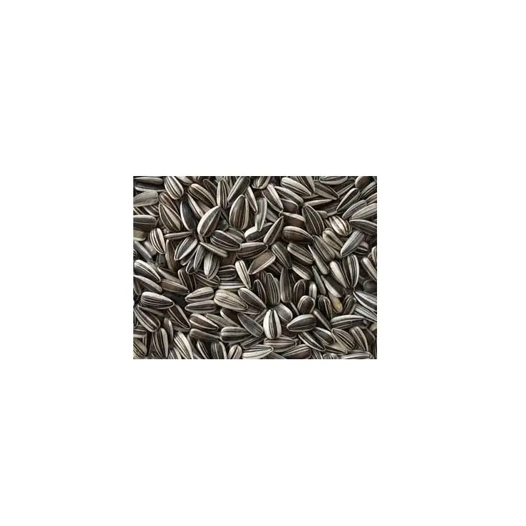 High Quality Black Striped Sunflower Food Mix Enrich High Quality New Crop Striped Sunflower Sprouts from India
