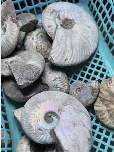 Vente en gros de fossiles d'ammonites naturelles irisées, coquillages de nautilus anciens pour la guérison par le Reiki et la décoration intérieure - Product Image 2