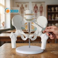 Modelo Anatómico de Pelvis Femenina de Tamaño Real y Dos Vértebras Lumbares, Modelo de Columna Vertebral y Columna Femoral con Modelo de Hueso del Muslo, CE/ISO