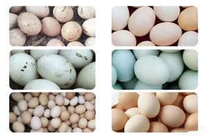 Máquina automática de lavado de huevos de una/doble/triple hilera, pequeña máquina de fregado de huevos, máquina de limpieza y clasificación por peso de huevos de pato - Product Image 6