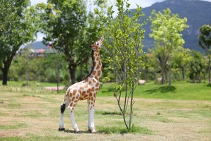 Decoración de Parque al Aire Libre, Jirafa de Fibra de Vidrio Personalizada, Estatua de Jirafa de Resina Realista de Gran Tamaño, Jirafa de Tamaño Real - Product Image 6