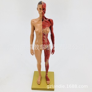 Modèle de figurine humaine artistique de 30 cm : Anatomie musculo-squelettique et structure humaine pour l'enseignement de la peinture CG et de la sculpture - Product Image 3