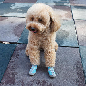 Scarpe Traspiranti per Cani di Piccola Taglia, Set da 4 Pezzi, Stile Sportivo in Gomma e Cotone per Cuccioli, Ideali per Pavimenti Caldi e Gatti - Product Image 3